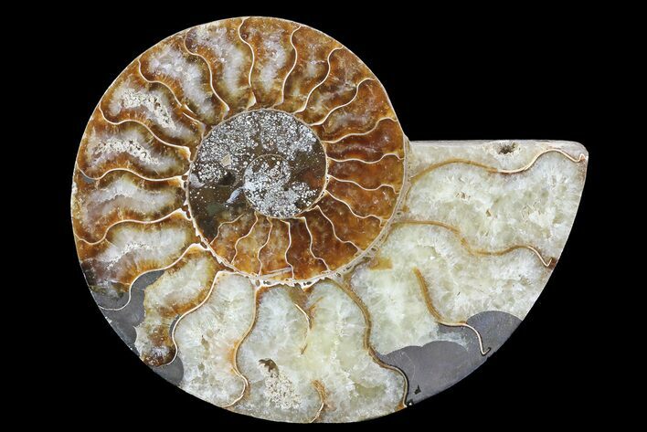 Agatized Ammonite Fossil (Half) - Madagascar #83797
